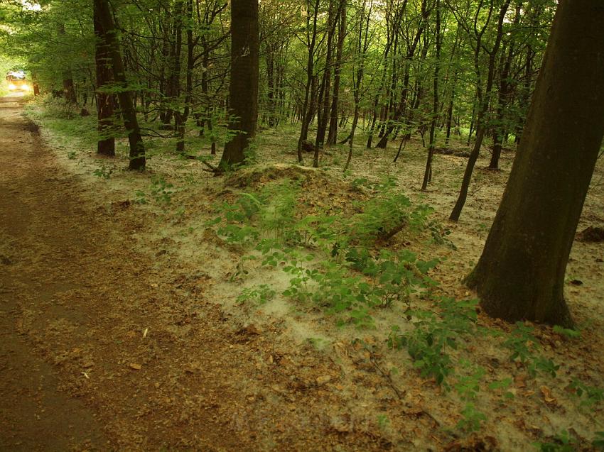 Waldbrand Bergisch Gladbach Bensberg P197.JPG